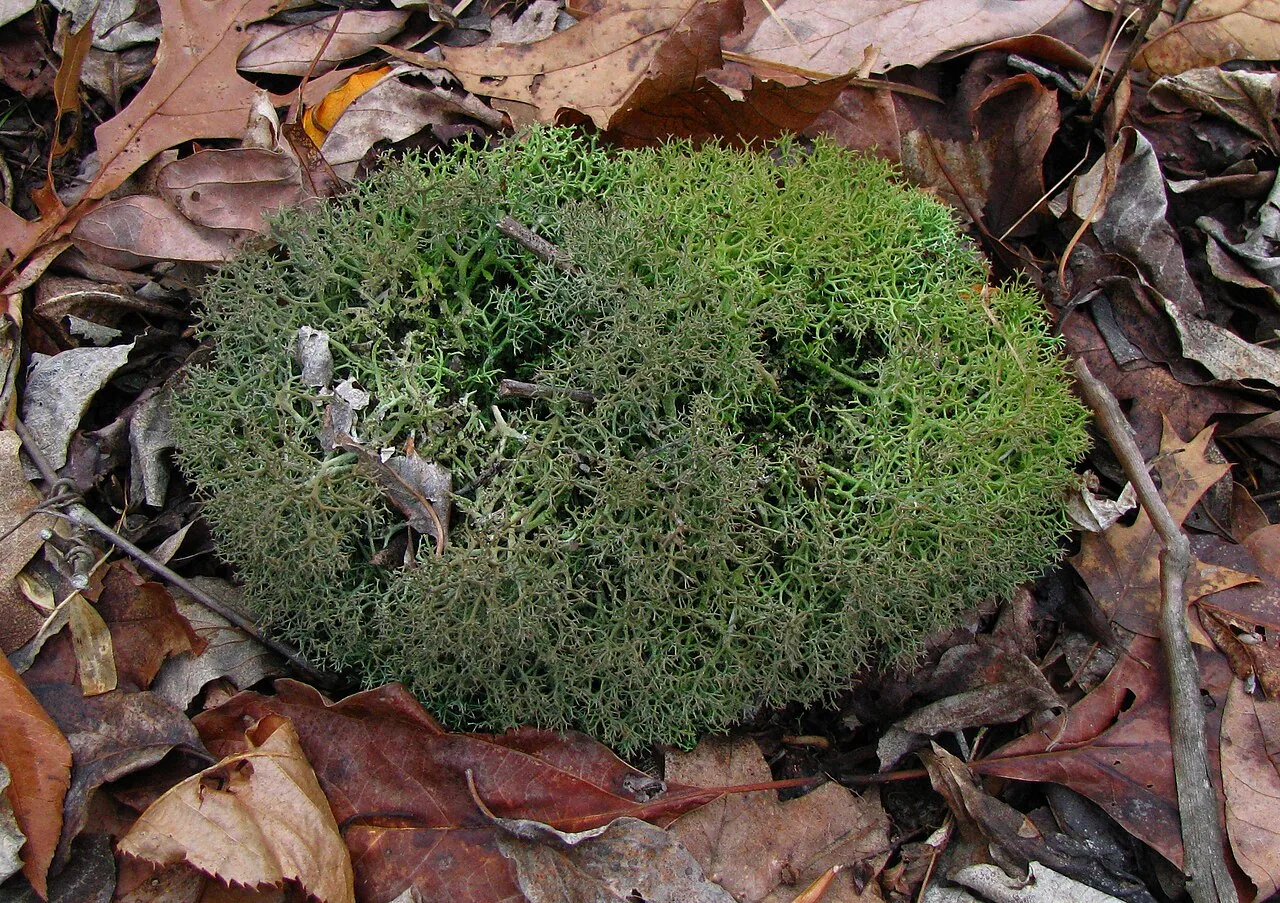 Cladonia furcata (Cladonia furcata) — photo mycologique