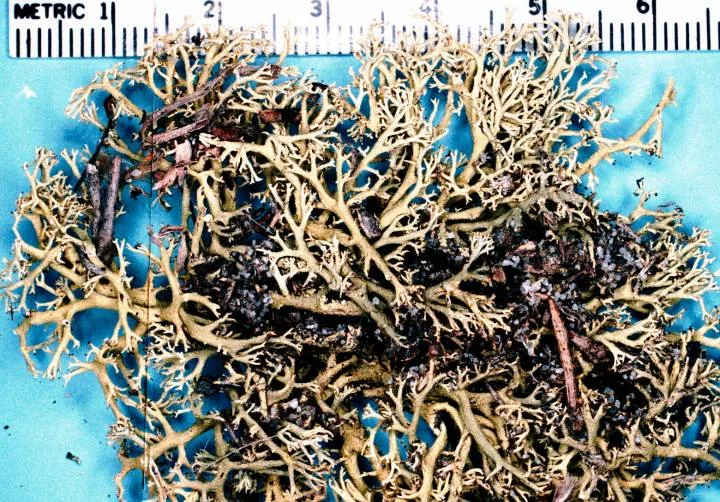 Cladonia leporina (Cladonia leporina) — photo mycologique