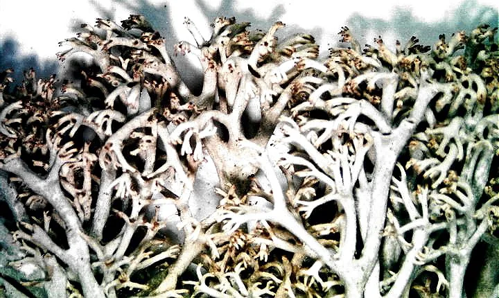 Cladonia mitis (Cladonia mitis) — photo mycologique