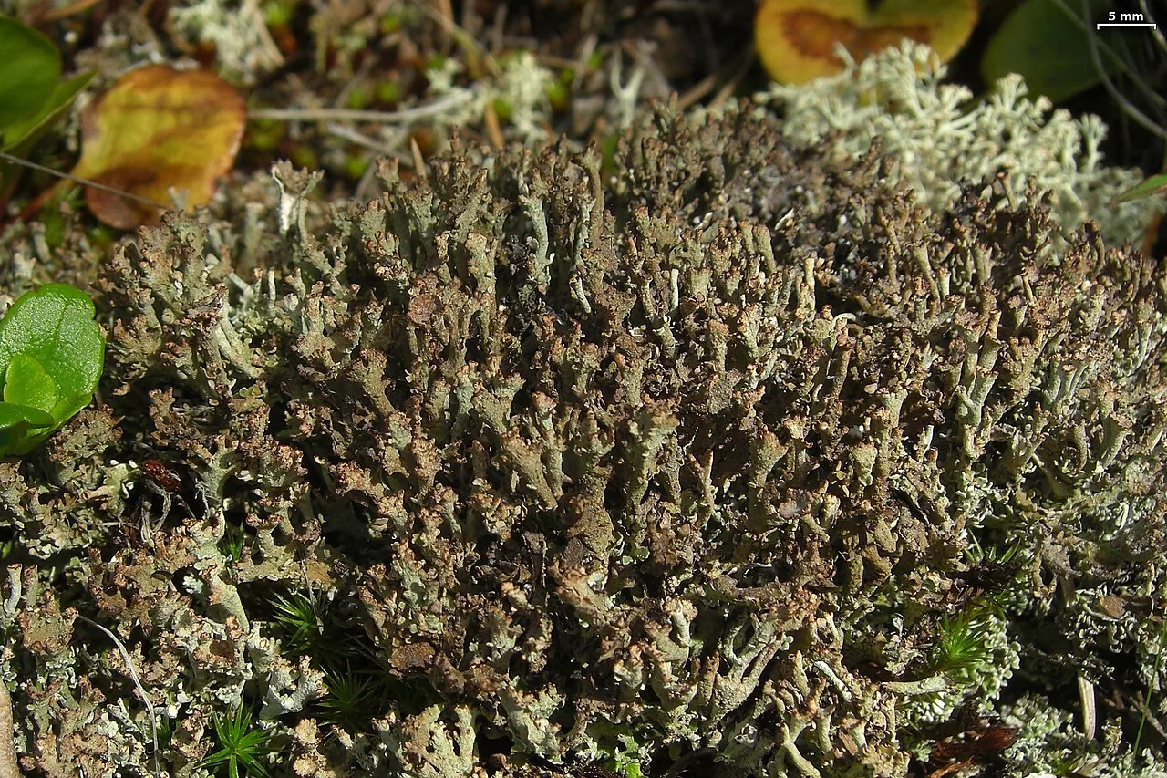 Cladonia phyllophora (Cladonia phyllophora) — photo mycologique