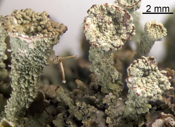 Cladonia pocillum (Cladonia pocillum) — photo mycologique
