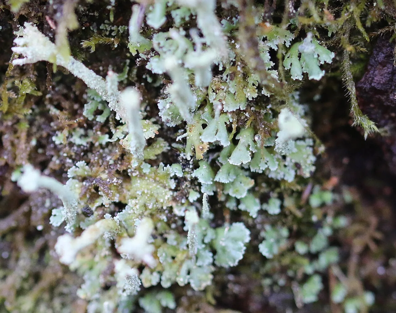 Cladonia polydactyla (Cladonia polydactyla) — photo mycologique