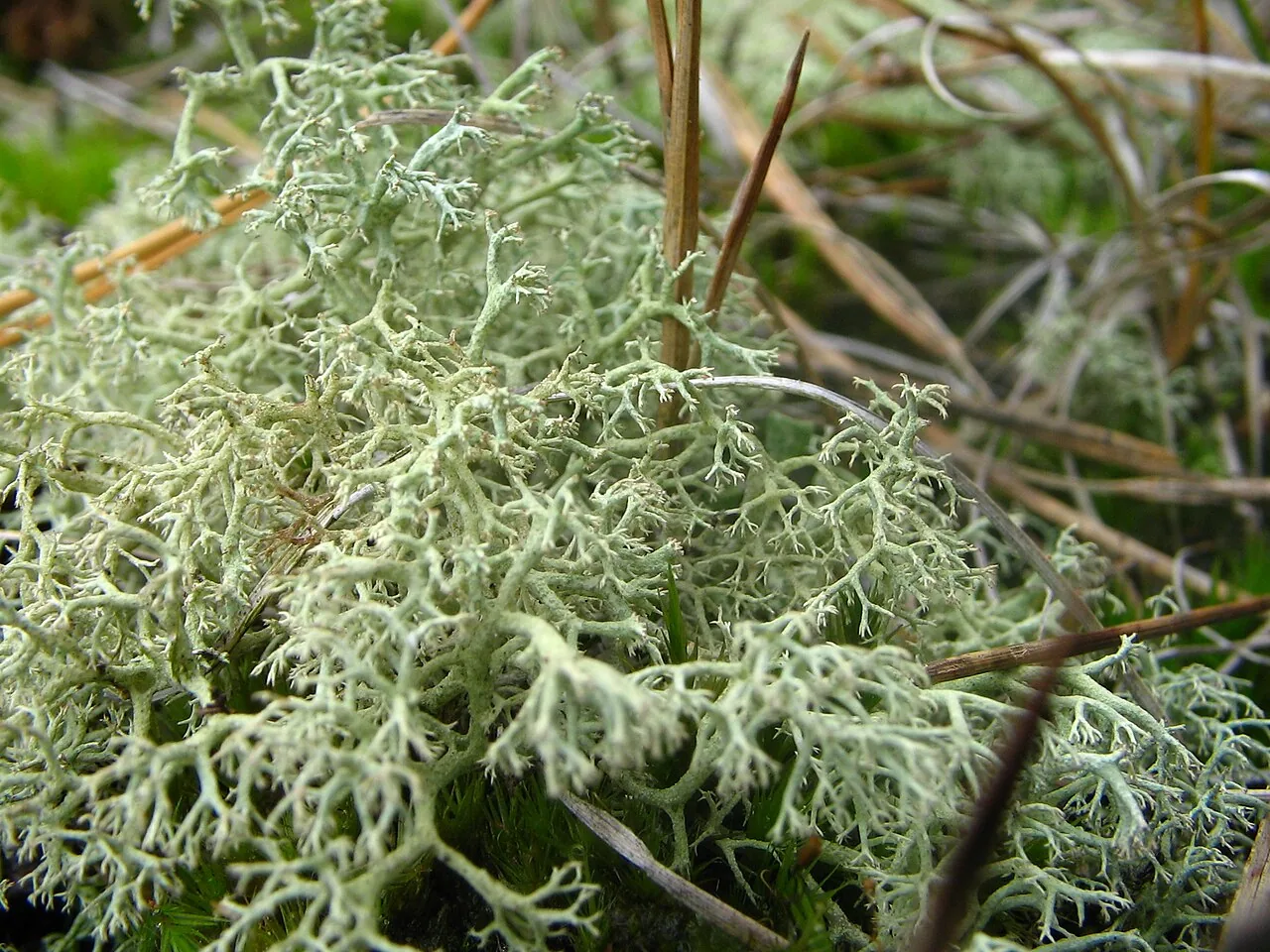 Cladonia portentosa (Cladonia portentosa) — photo mycologique