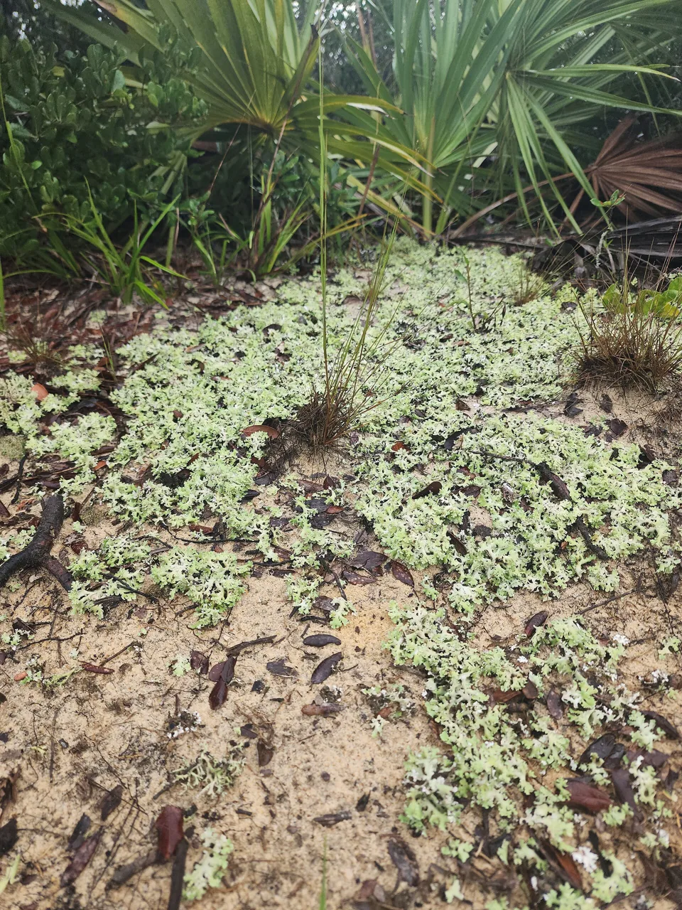 Cladonia prostrata (Cladonia prostrata) — photo mycologique