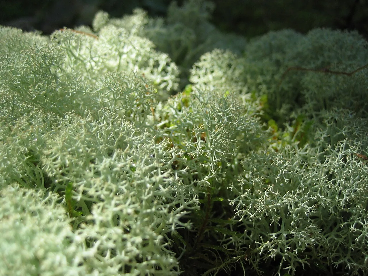 Cladonia rangiferina (Cladonia rangiferina) — photo mycologique