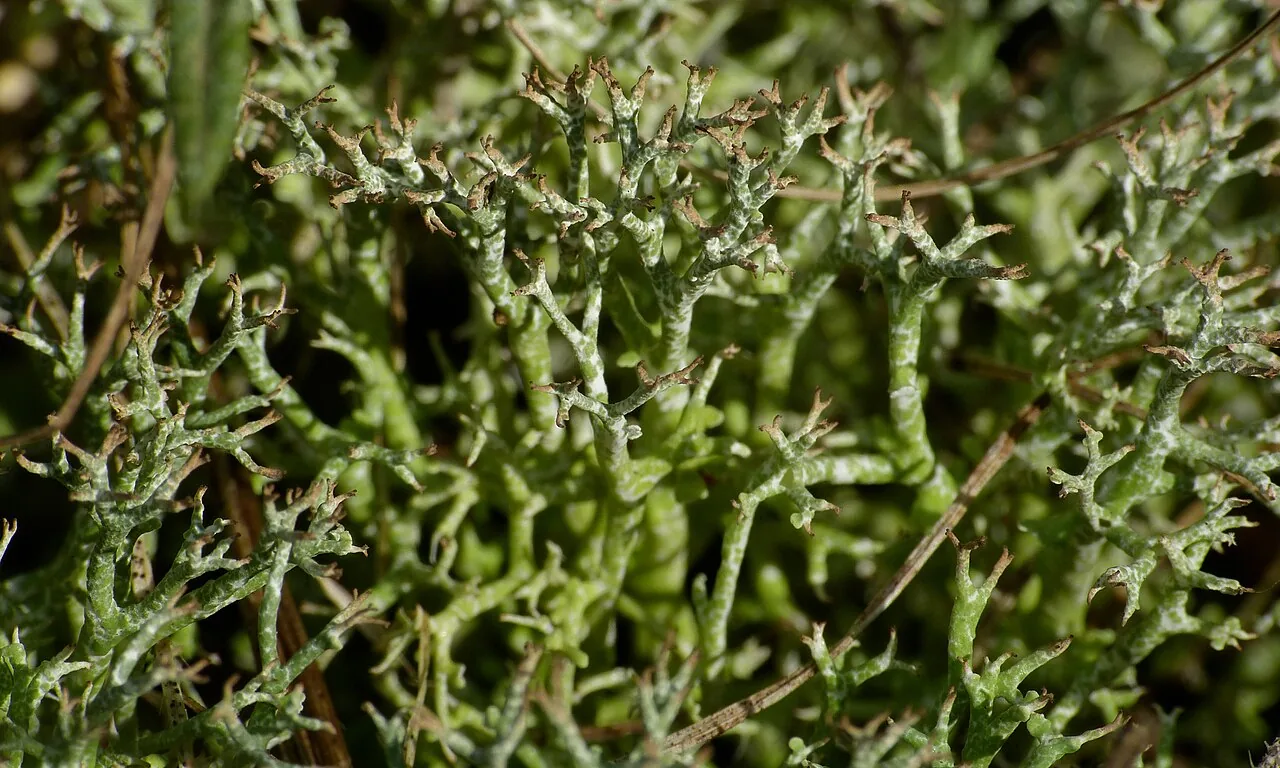 Cladonia rangiformis (Cladonia rangiformis) — photo mycologique