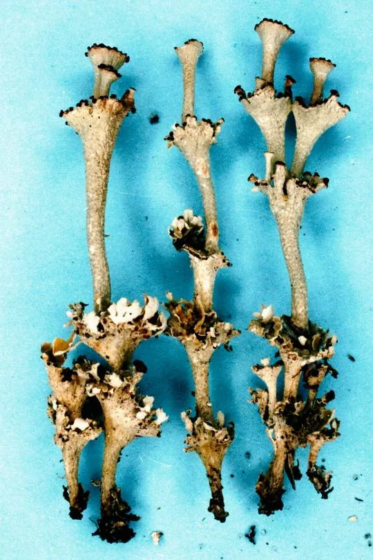 Cladonia rappii (Cladonia rappii) — photo mycologique