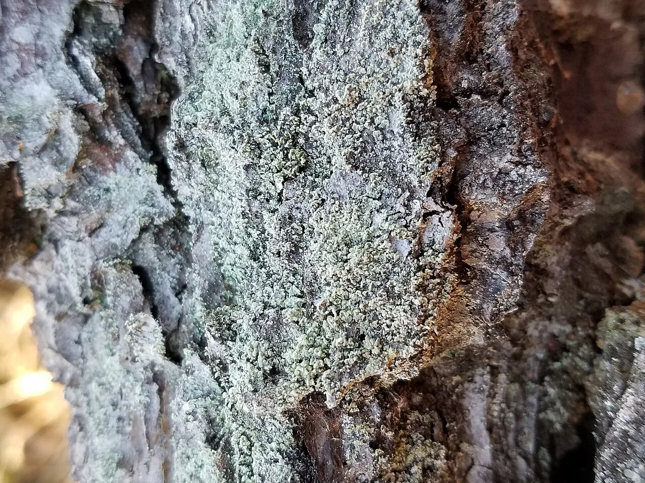 Cladonia ravenelii (Cladonia ravenelii) — photo mycologique