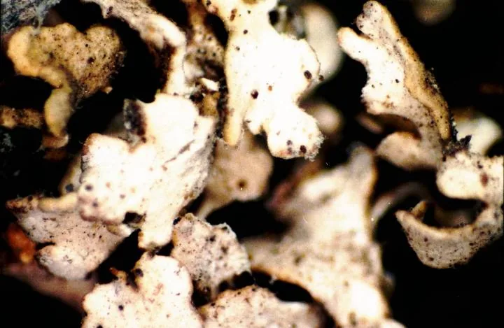Cladonia robbinsii (Cladonia robbinsii) — photo mycologique