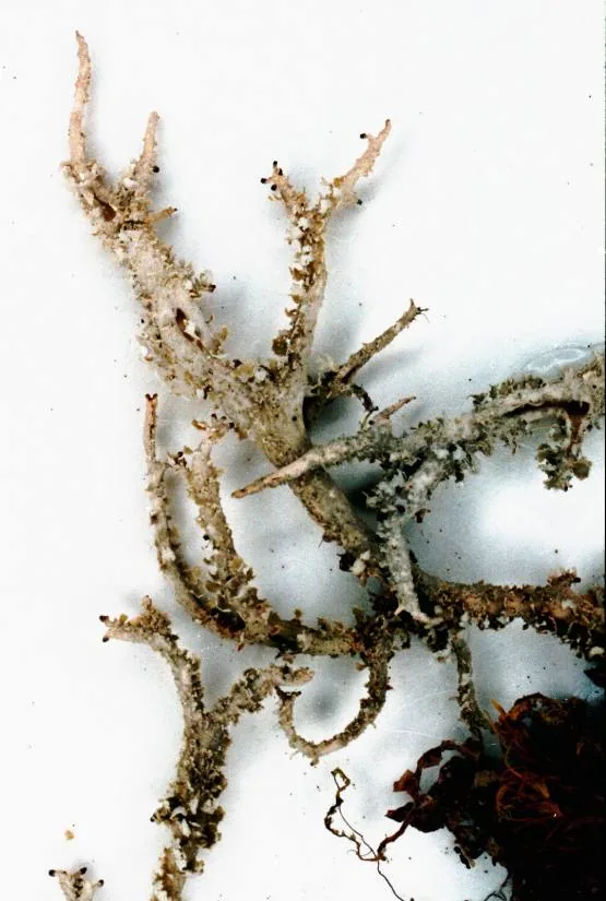 Cladonia scabriuscula (Cladonia scabriuscula) — photo mycologique