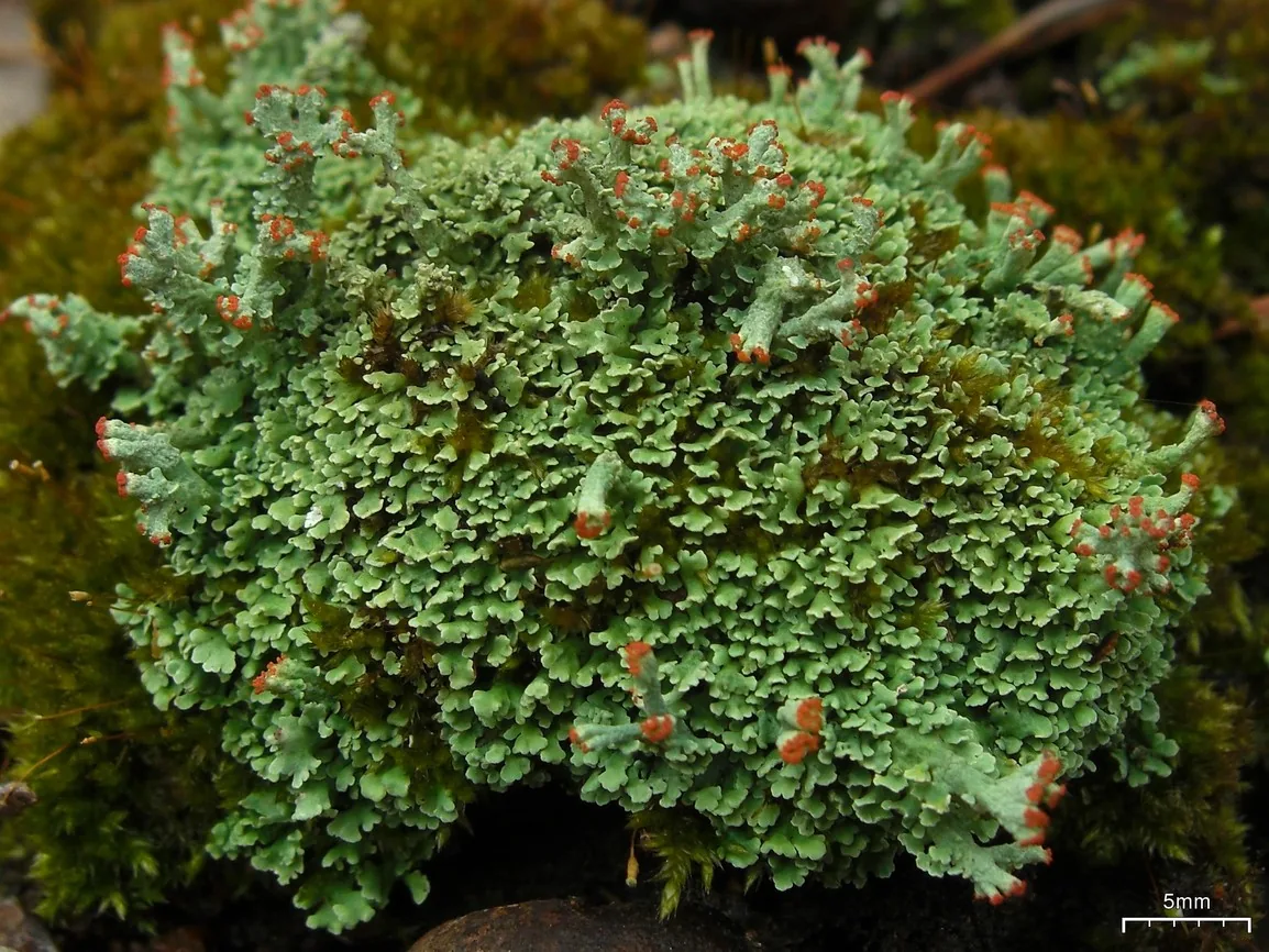 Cladonia sobolescens (Cladonia sobolescens) — photo mycologique