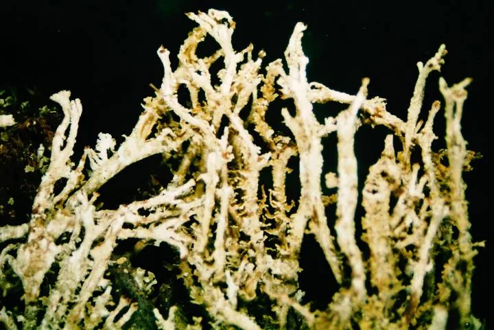 Cladonia squamosa (Cladonia squamosa) — photo mycologique