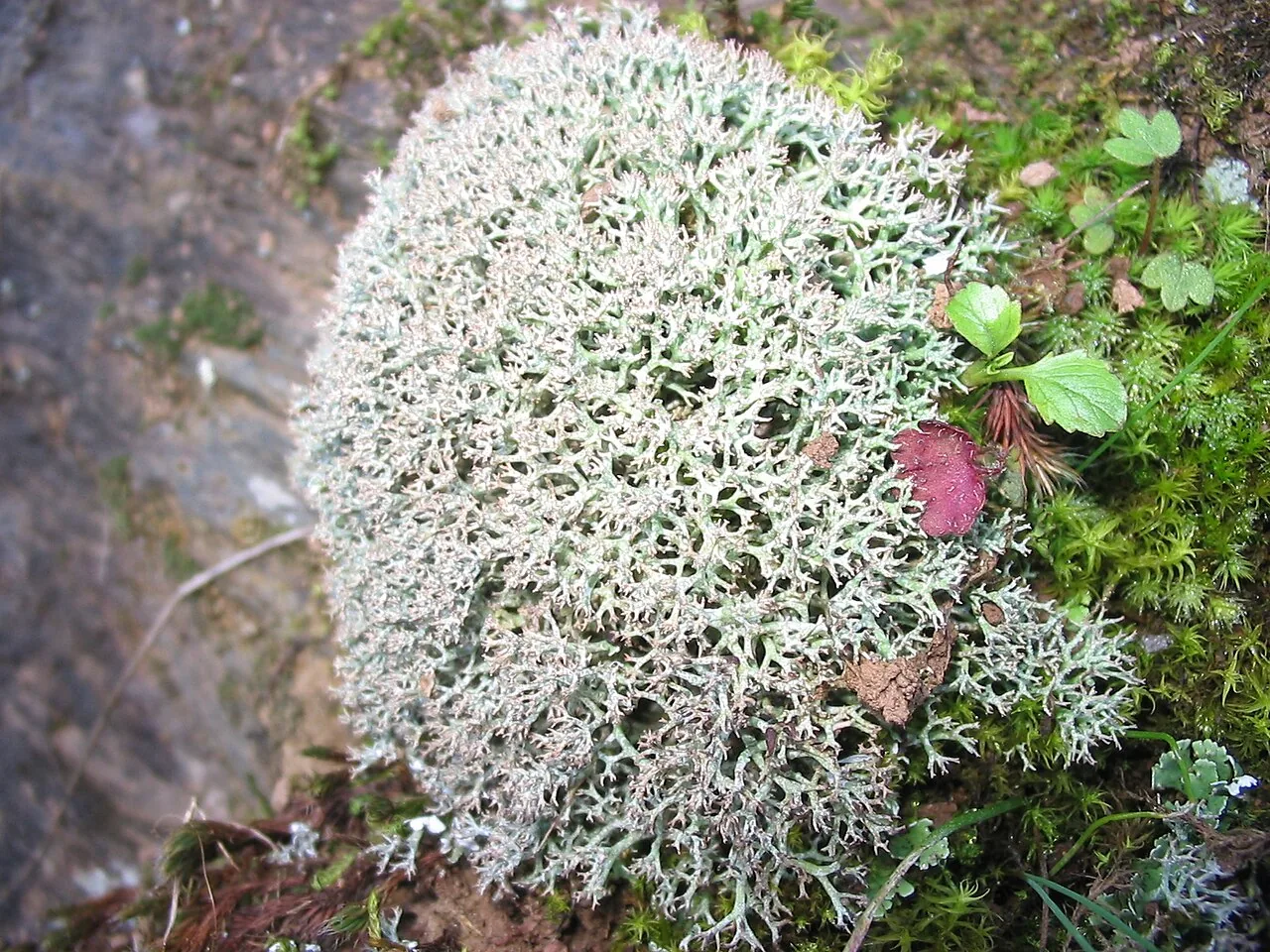Cladonia stellaris (Cladonia stellaris) — photo mycologique
