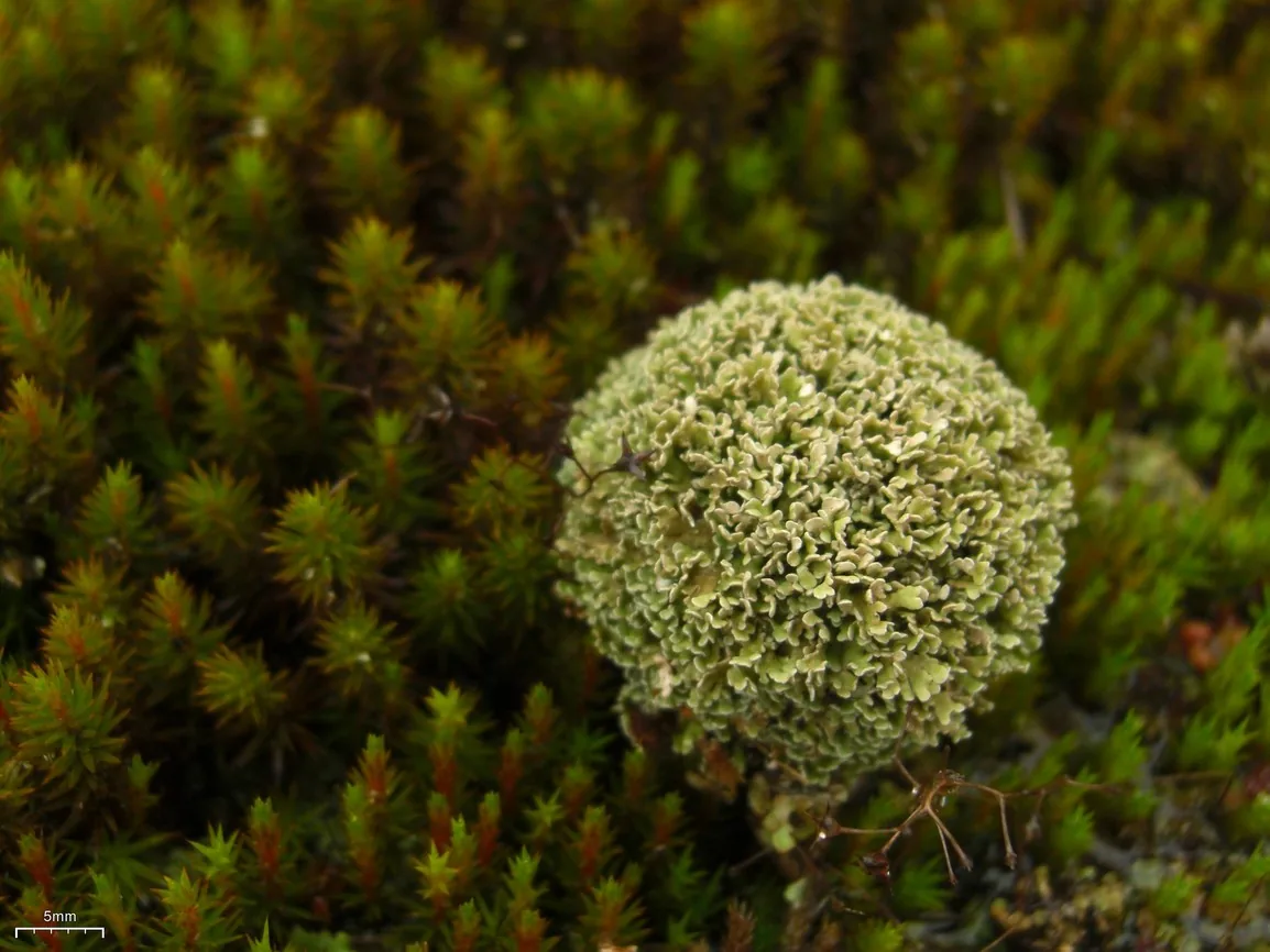 Cladonia strepsilis (Cladonia strepsilis) — photo mycologique