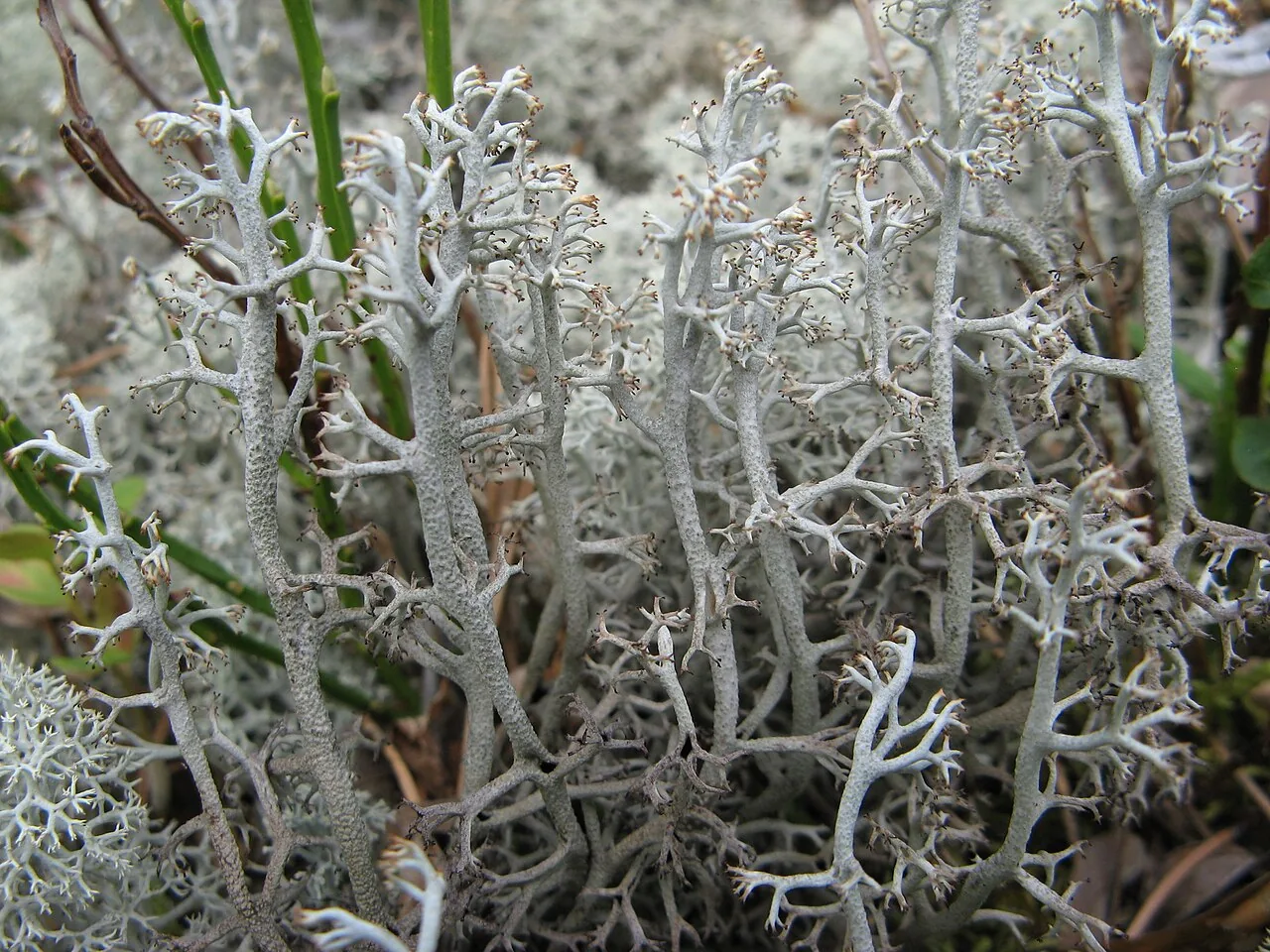 Cladonia stygia (Cladonia stygia) — photo mycologique