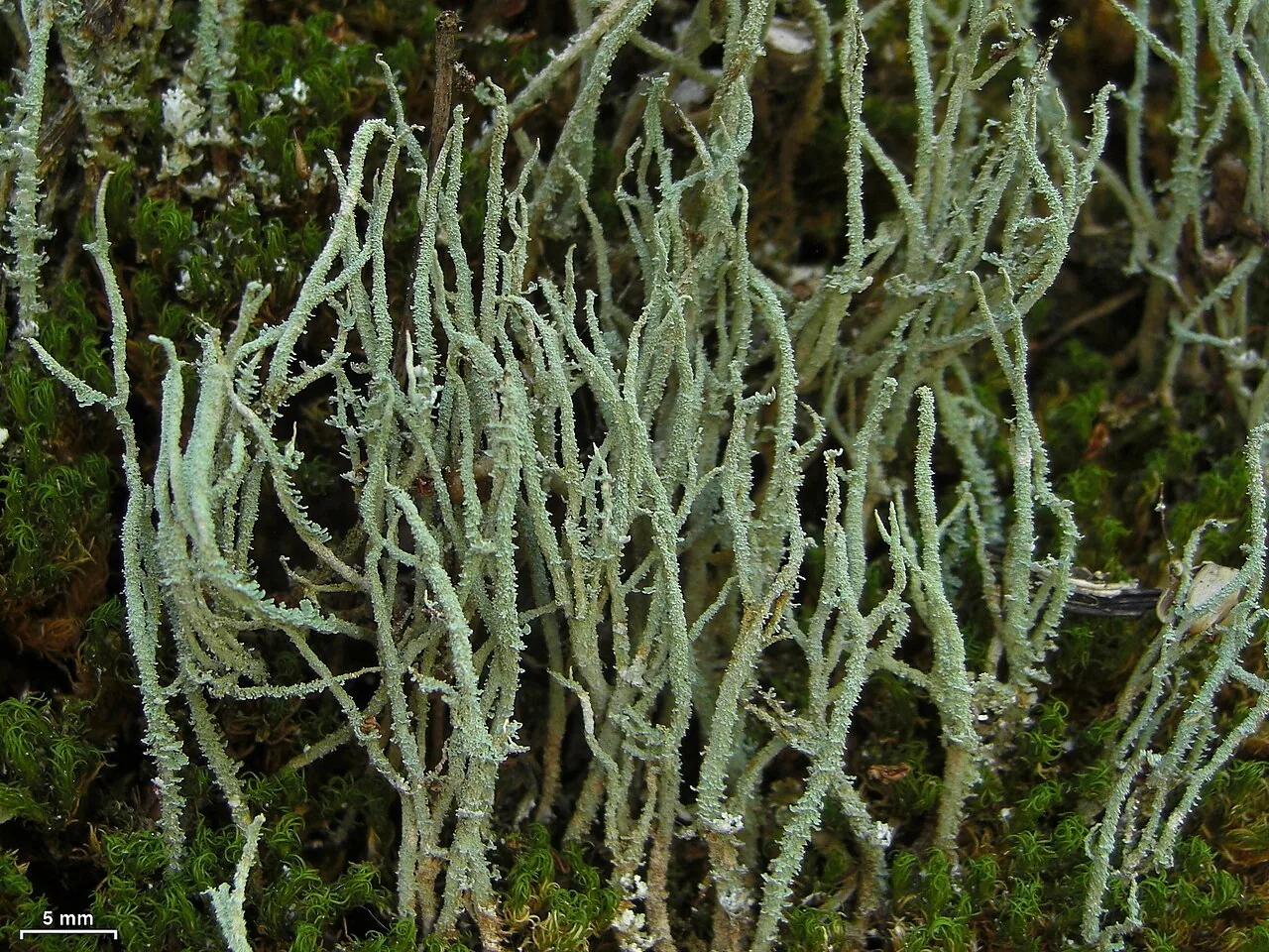 Cladonia subradiata (Cladonia subradiata) — photo mycologique