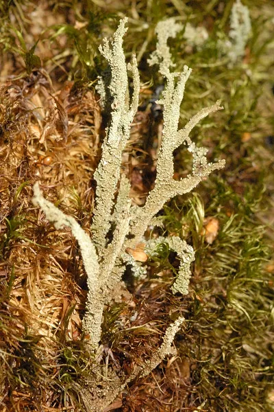 Cladonia subsquamosa (Cladonia subsquamosa) — photo mycologique