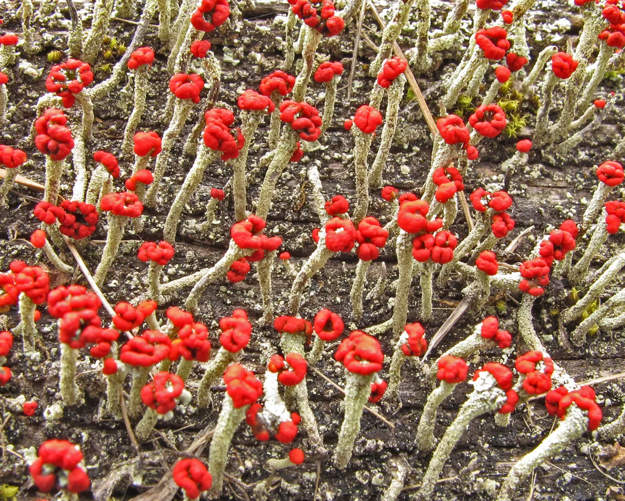 Cladonia transcendens (Cladonia transcendens) — photo mycologique