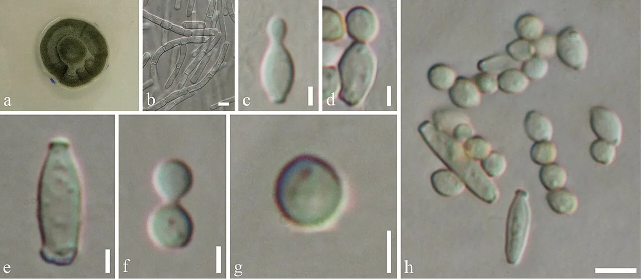 Cladosporium endophyticum (Cladosporium endophyticum) — photo mycologique