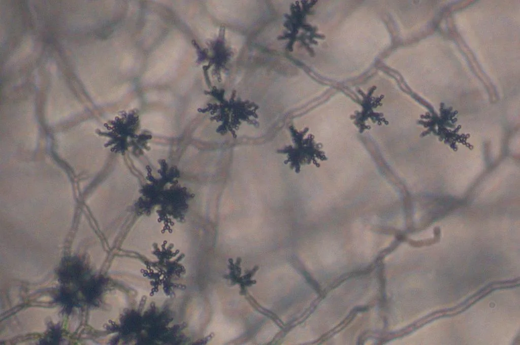 Cladosporium lactucae (Cladosporium lactucae) — photo mycologique
