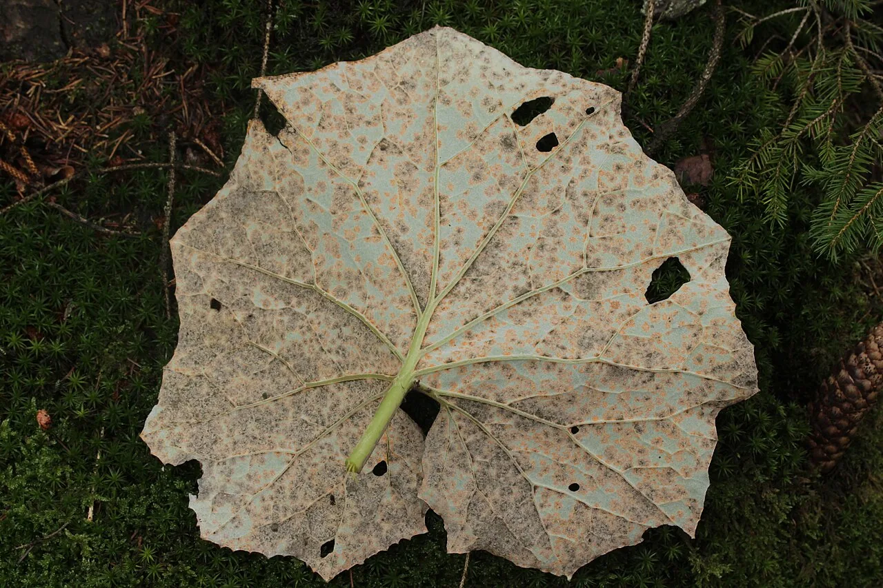 Cladosporium uredinicola (Cladosporium uredinicola) — photo mycologique