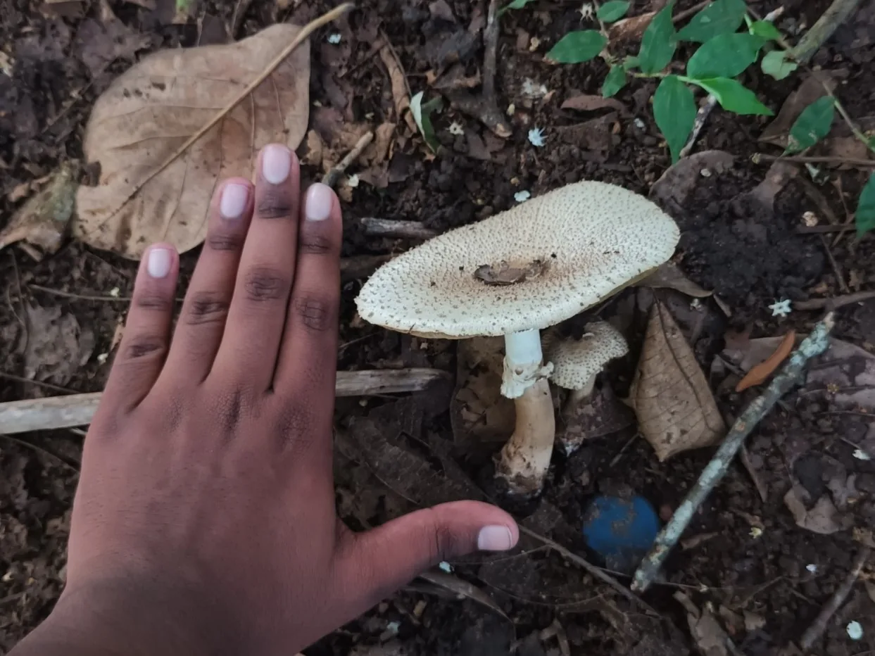 Clarkeinda plana (Clarkeinda plana) — photo mycologique