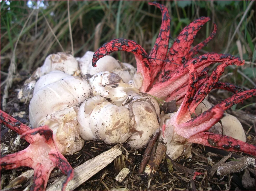 Clathrus archeri (Clathrus archeri) — photo mycologique