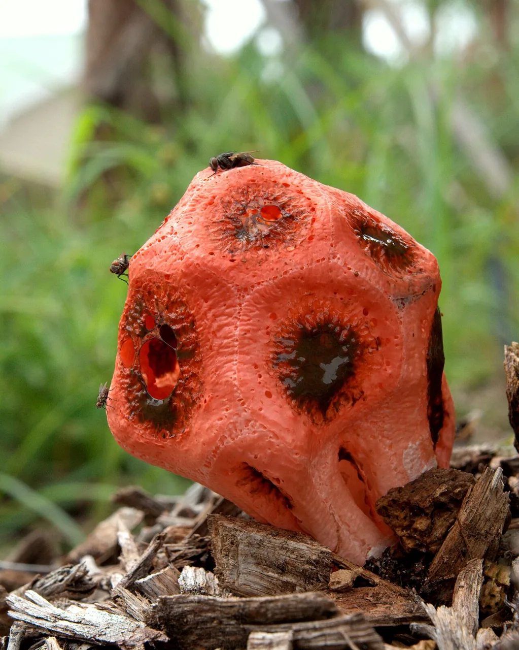 Clathrus crispus (Clathrus crispus) — photo mycologique