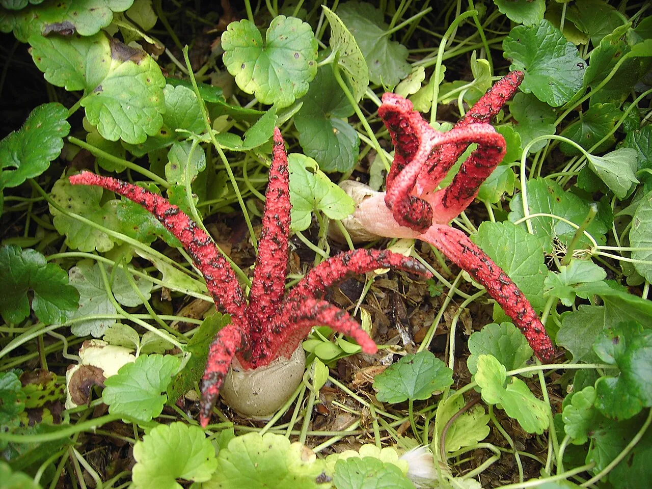 Clathrus natalensis (Clathrus natalensis) — photo mycologique