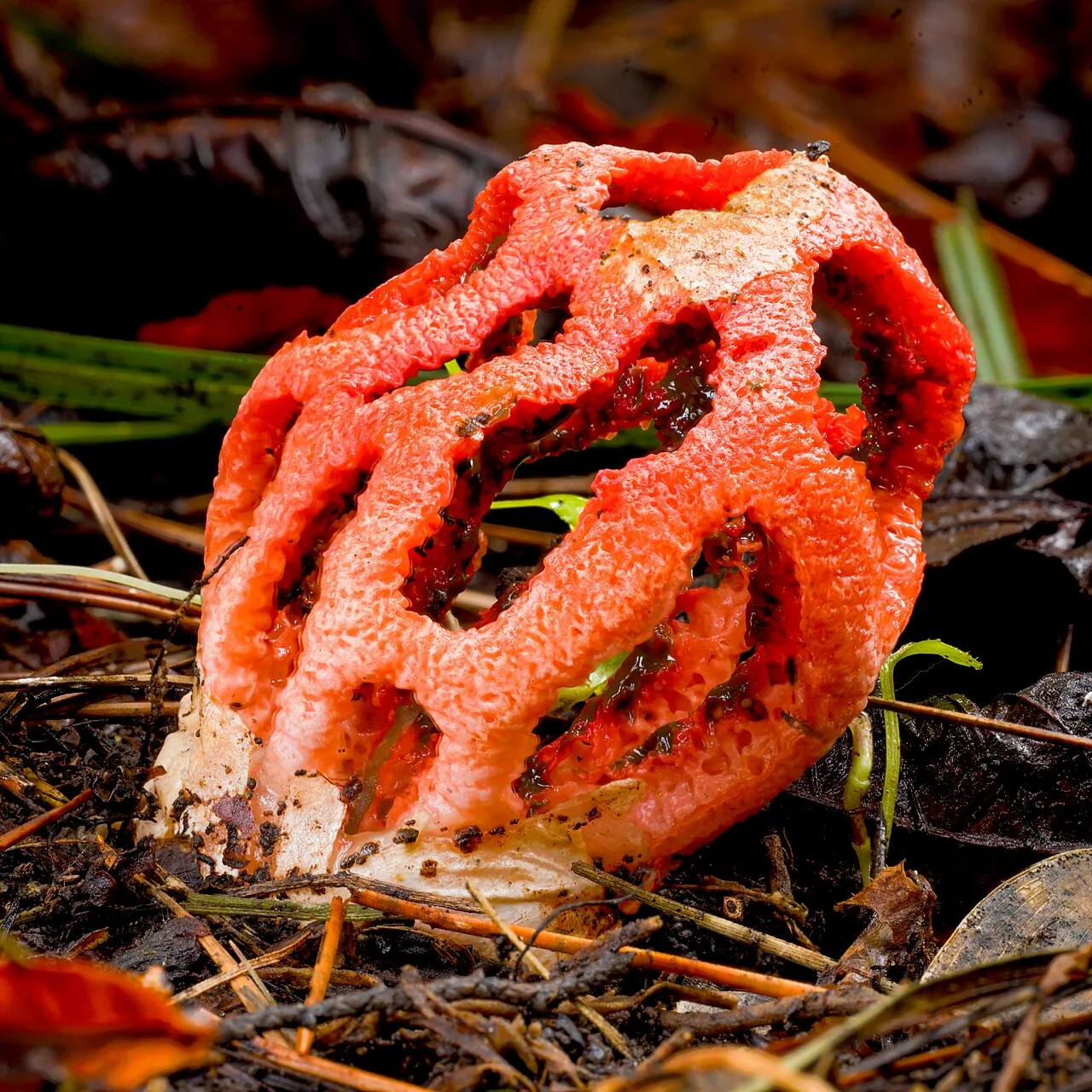 Clathrus ruber (Clathrus ruber) — photo mycologique