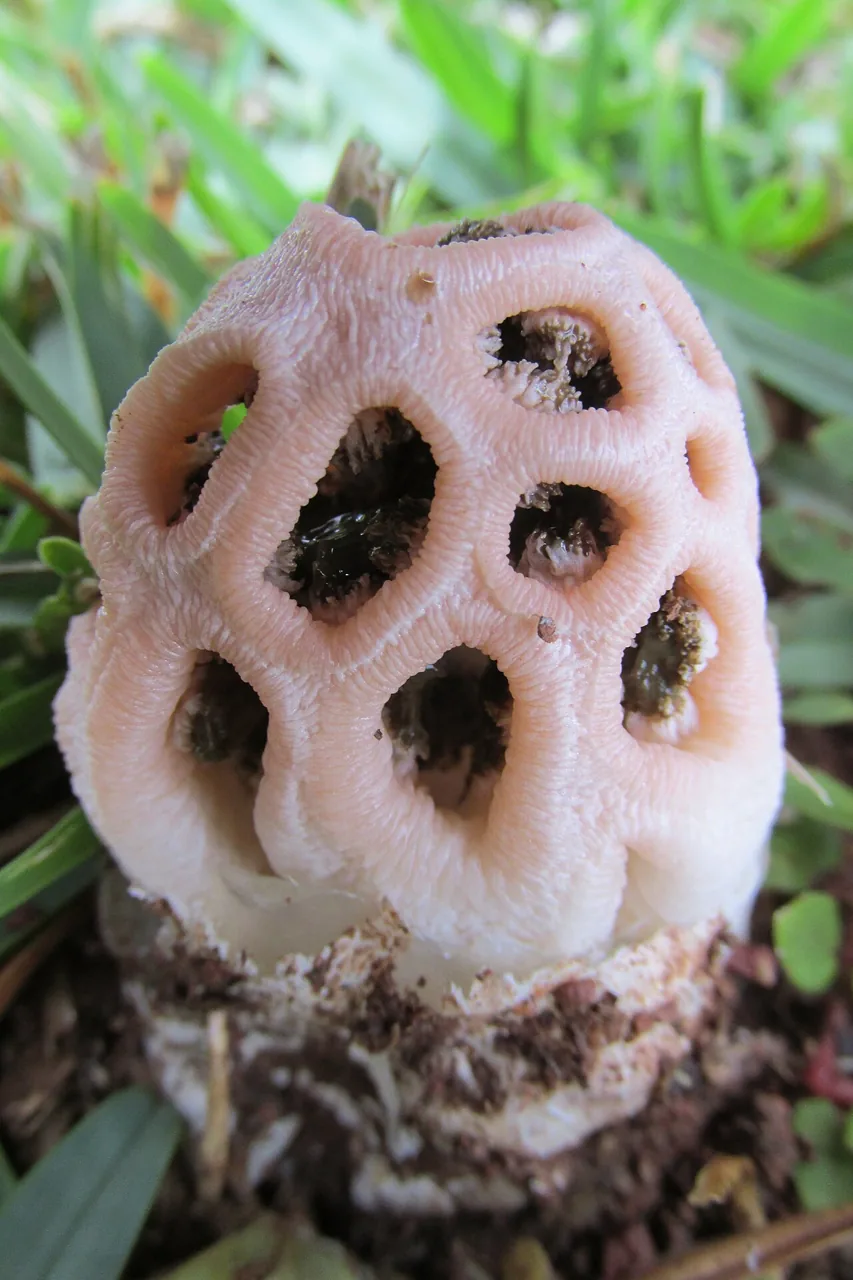 Clathrus transvaalensis (Clathrus transvaalensis) — photo mycologique