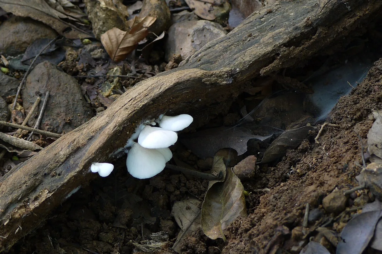 Claudopus terracciani (Claudopus terracciani) — photo mycologique