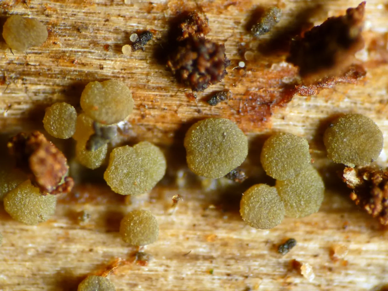 Claussenomyces jahnianus (Claussenomyces jahnianus) — photo mycologique