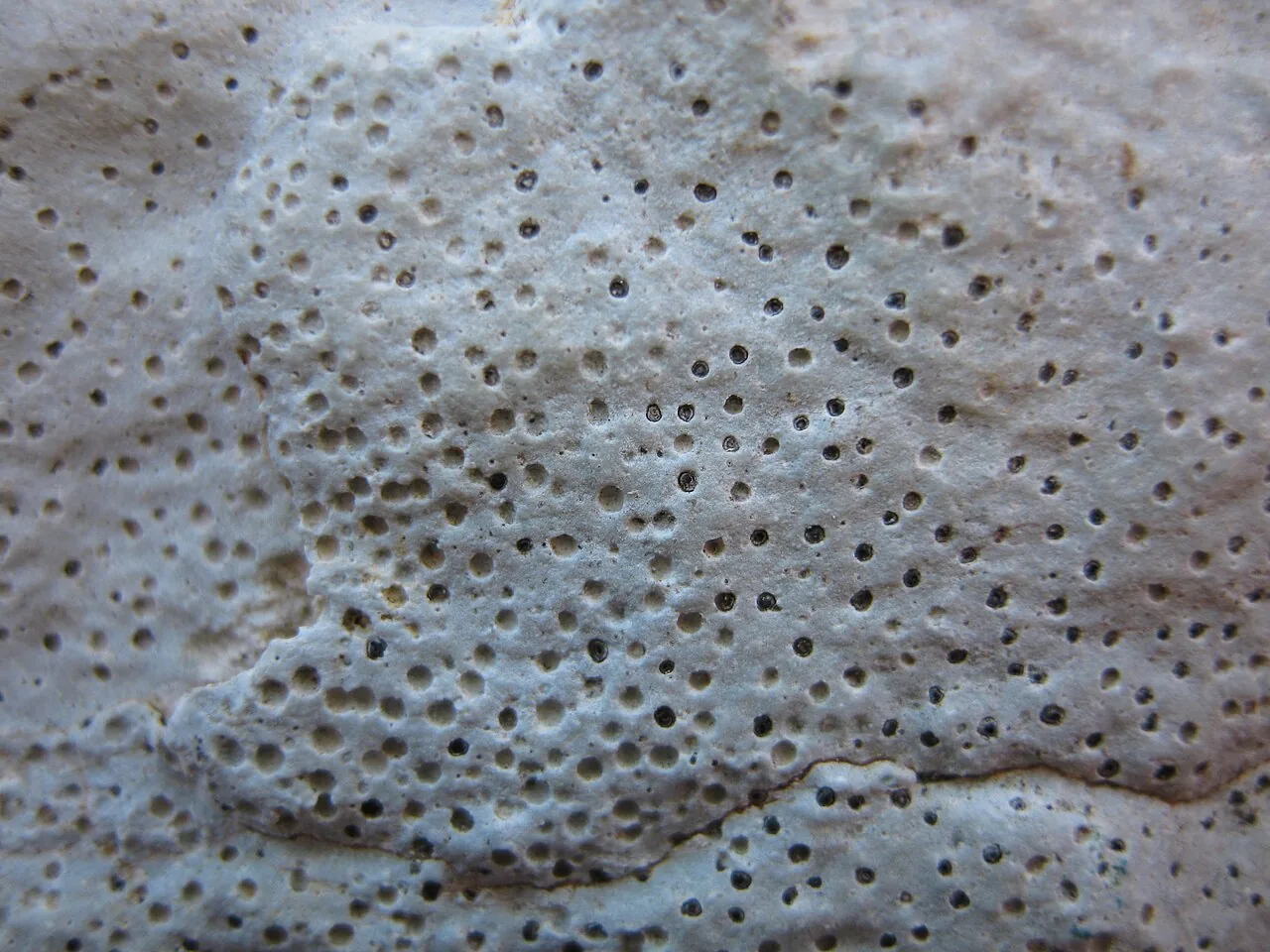 Clauzadea immersa (Clauzadea immersa) — photo mycologique