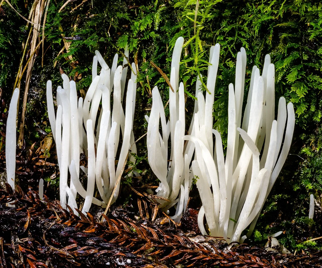 Clavaria alboglobospora (Clavaria alboglobospora) — photo mycologique