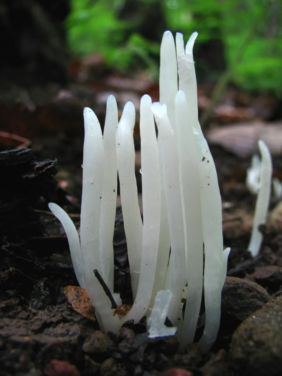 Clavaria daulnoyi (Clavaria daulnoyi) — photo mycologique