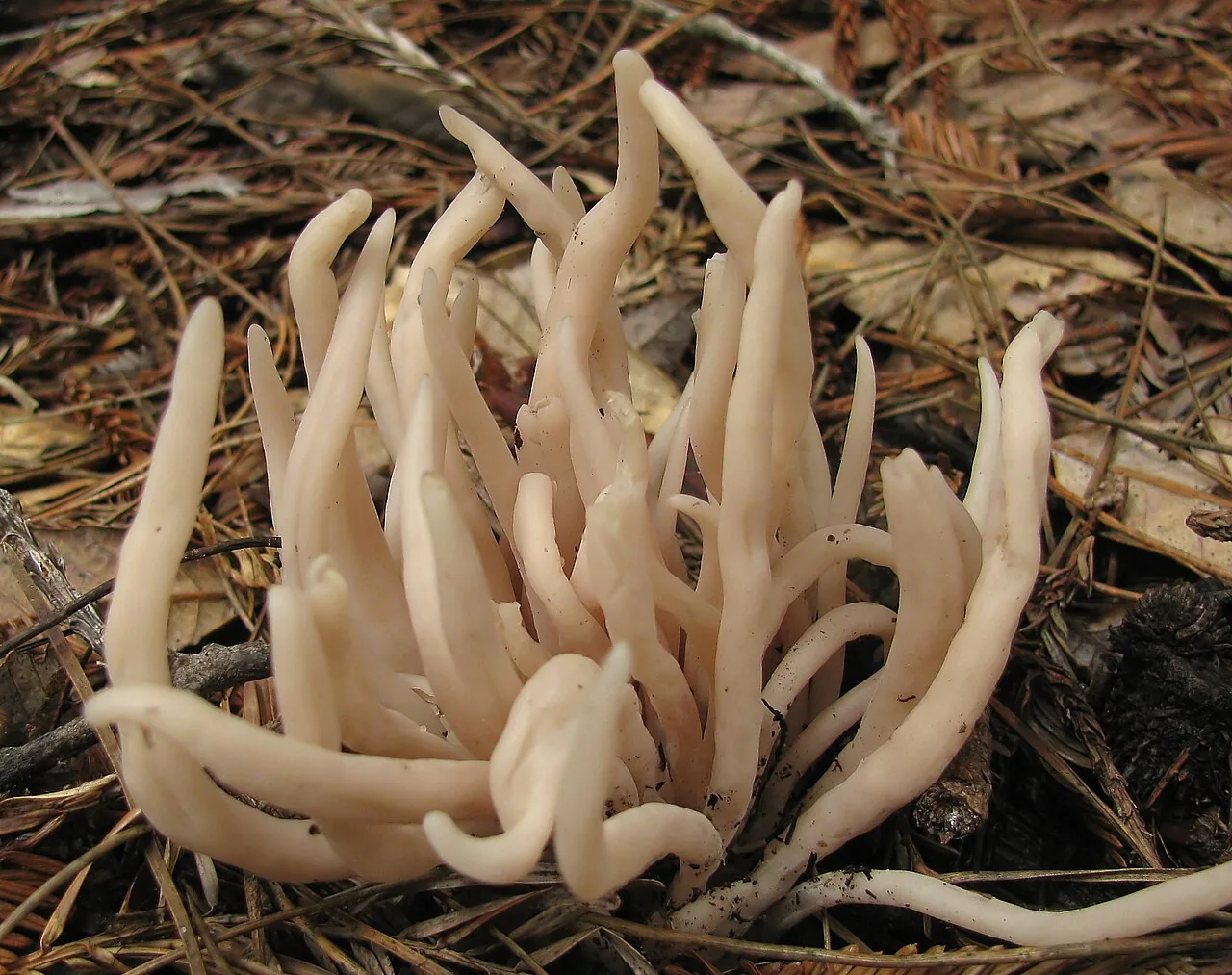 Clavaria fumosa (Clavaria fumosa) — photo mycologique