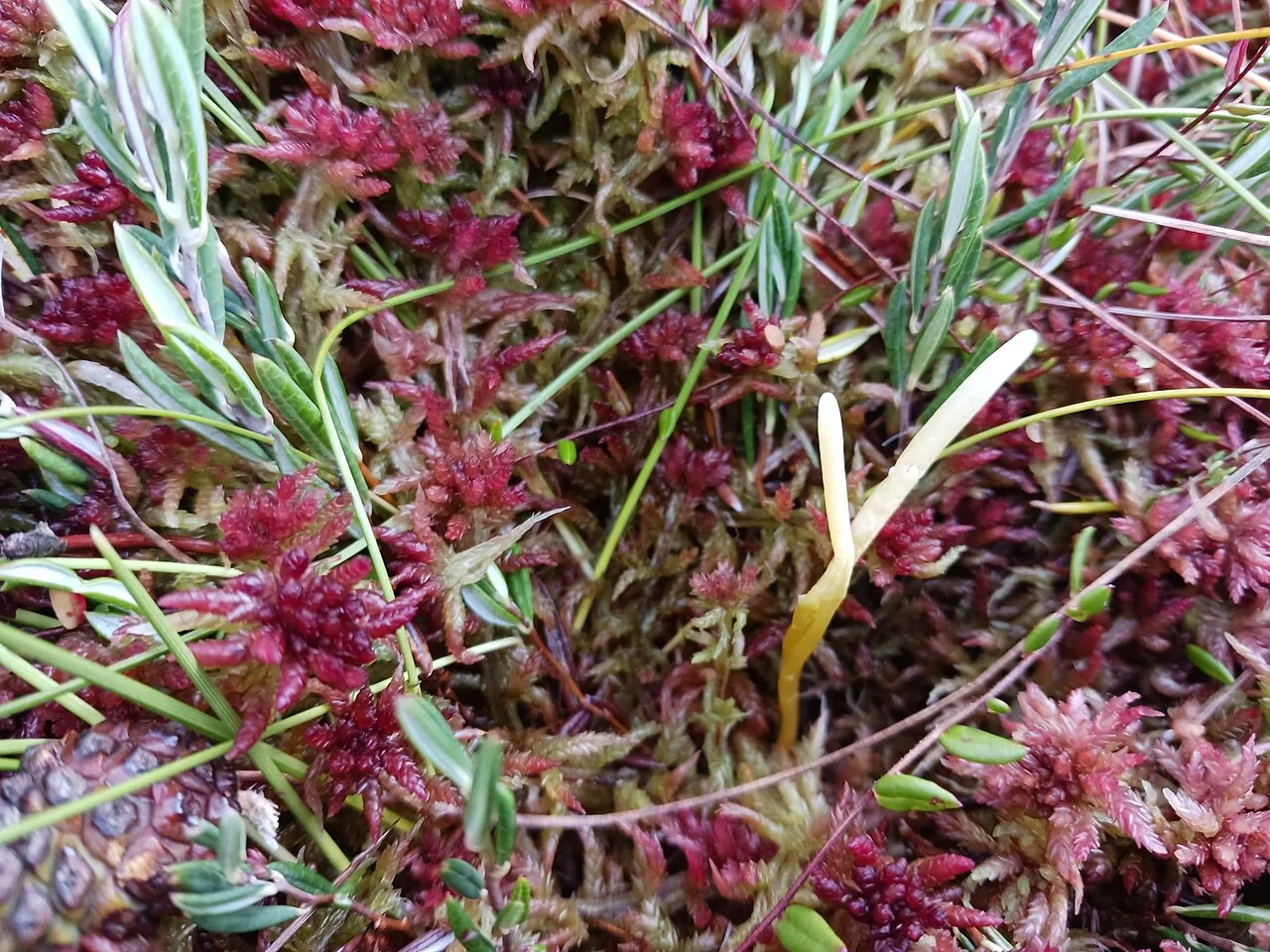 Clavaria sphagnicola (Clavaria sphagnicola) — photo mycologique