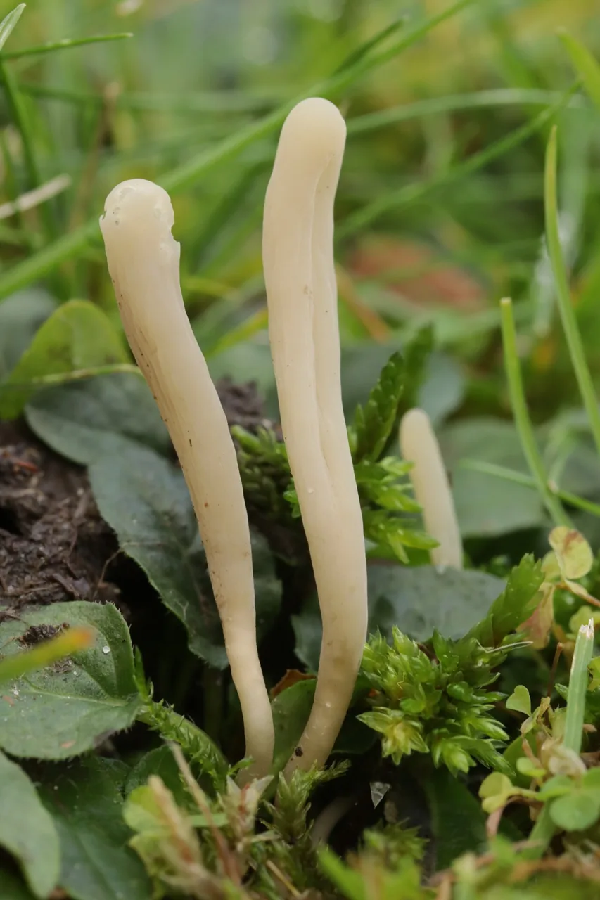 Clavaria tenuipes (Clavaria tenuipes) — photo mycologique