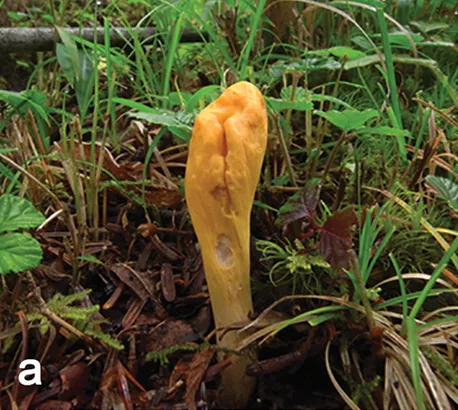 Clavariadelphus alpinus (Clavariadelphus alpinus) — photo mycologique