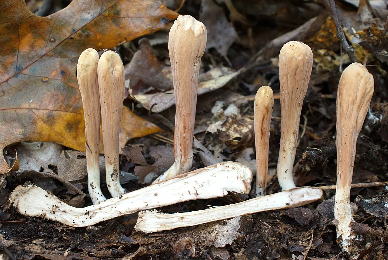 Clavariadelphus americanus (Clavariadelphus americanus) — photo mycologique