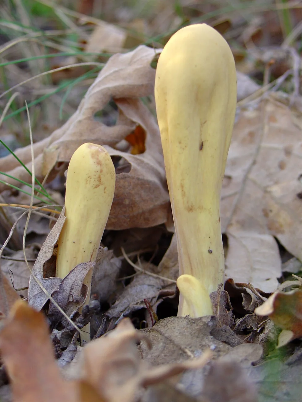 Clavariadelphus griseoclavus (Clavariadelphus griseoclavus) — photo mycologique