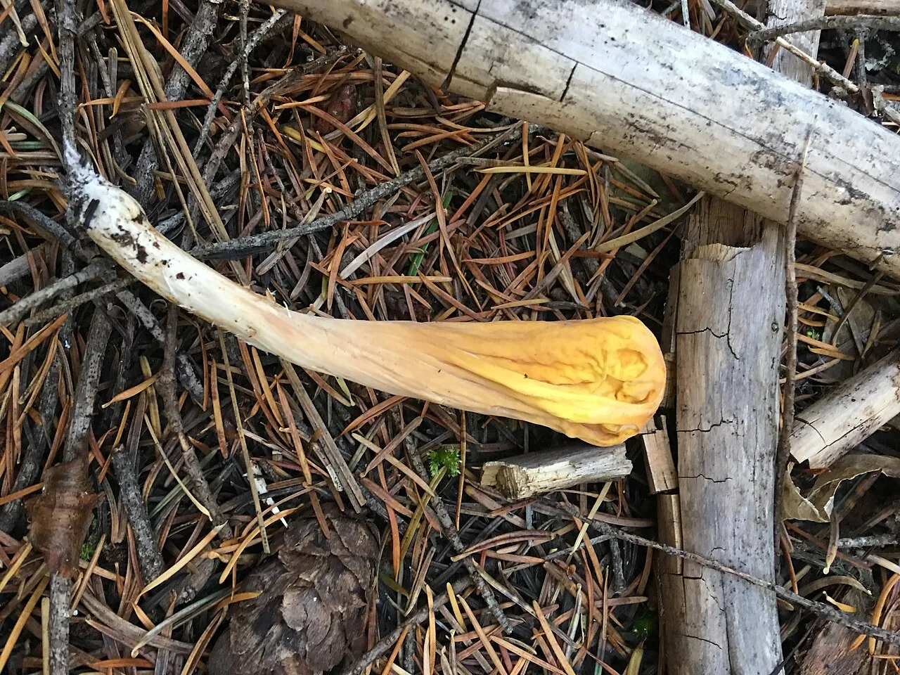 Clavariadelphus pallidoincarnatus (Clavariadelphus pallidoincarnatus) — photo mycologique