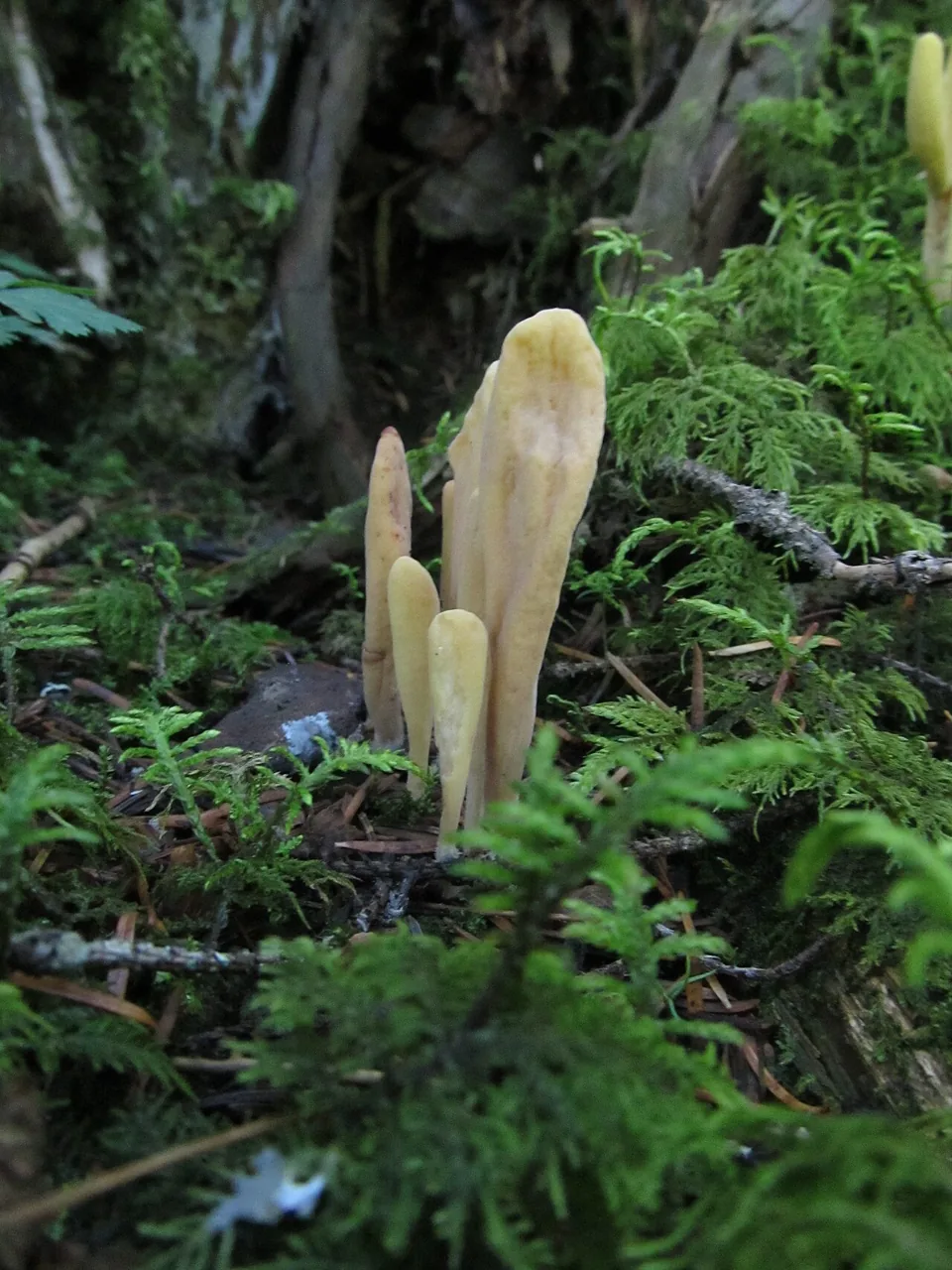 Clavariadelphus sachalinensis (Clavariadelphus sachalinensis) — photo mycologique