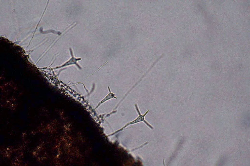 Clavariopsis aquatica (Clavariopsis aquatica) — photo mycologique