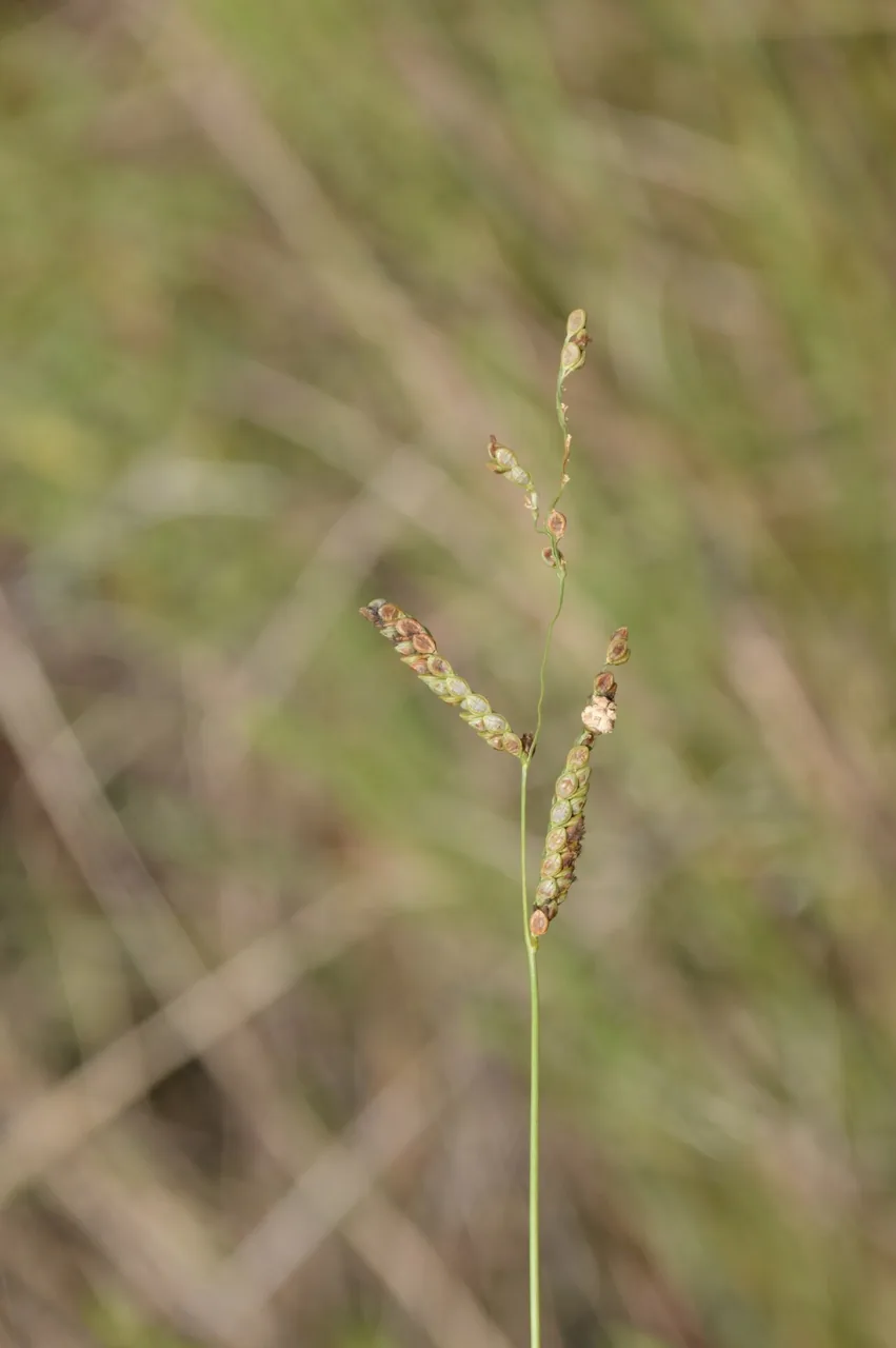 Claviceps paspali (Claviceps paspali) — photo mycologique