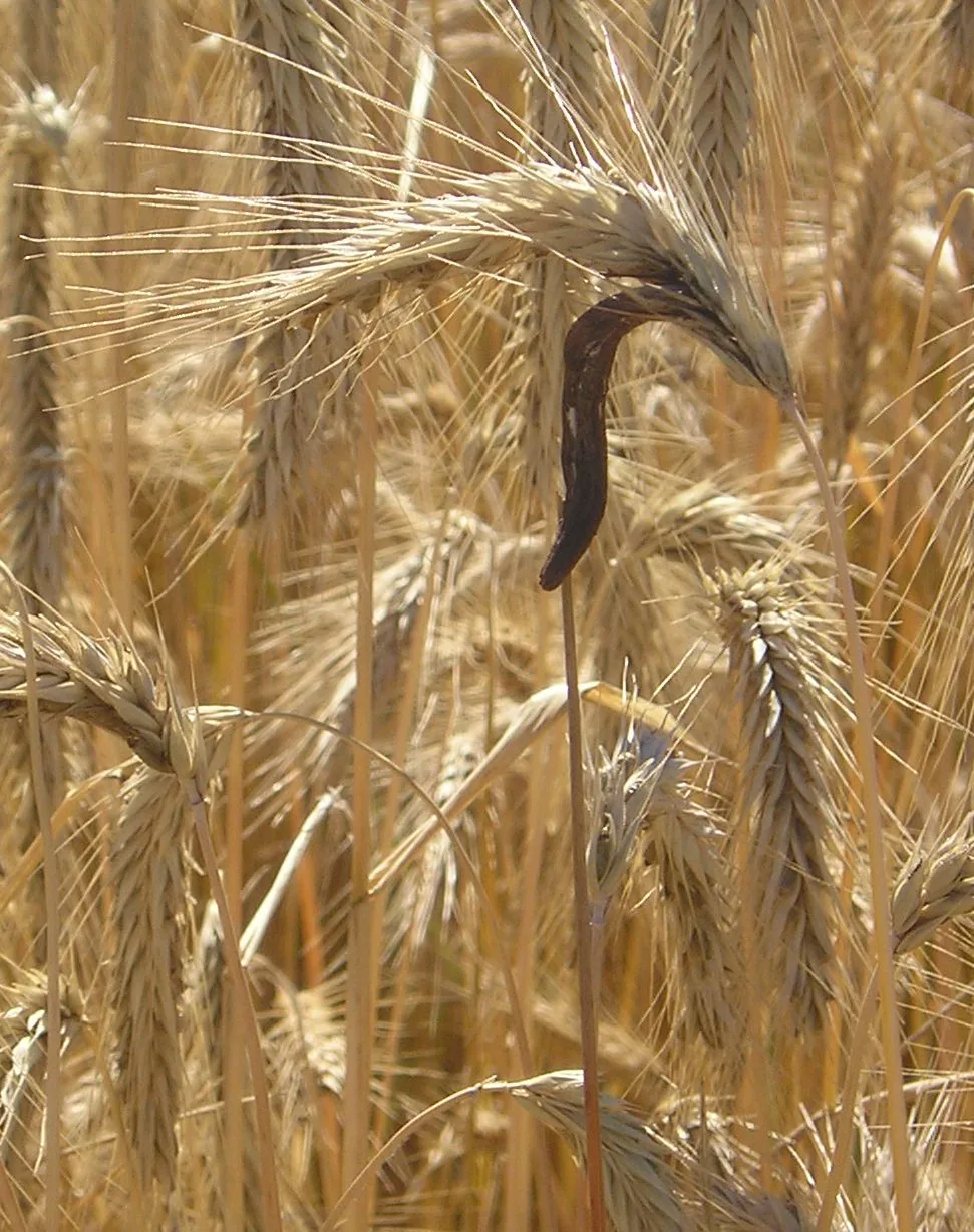 Claviceps purpurea (Claviceps purpurea) — photo mycologique