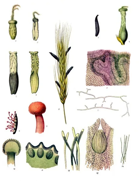 Claviceps pusilla (Claviceps pusilla) — photo mycologique