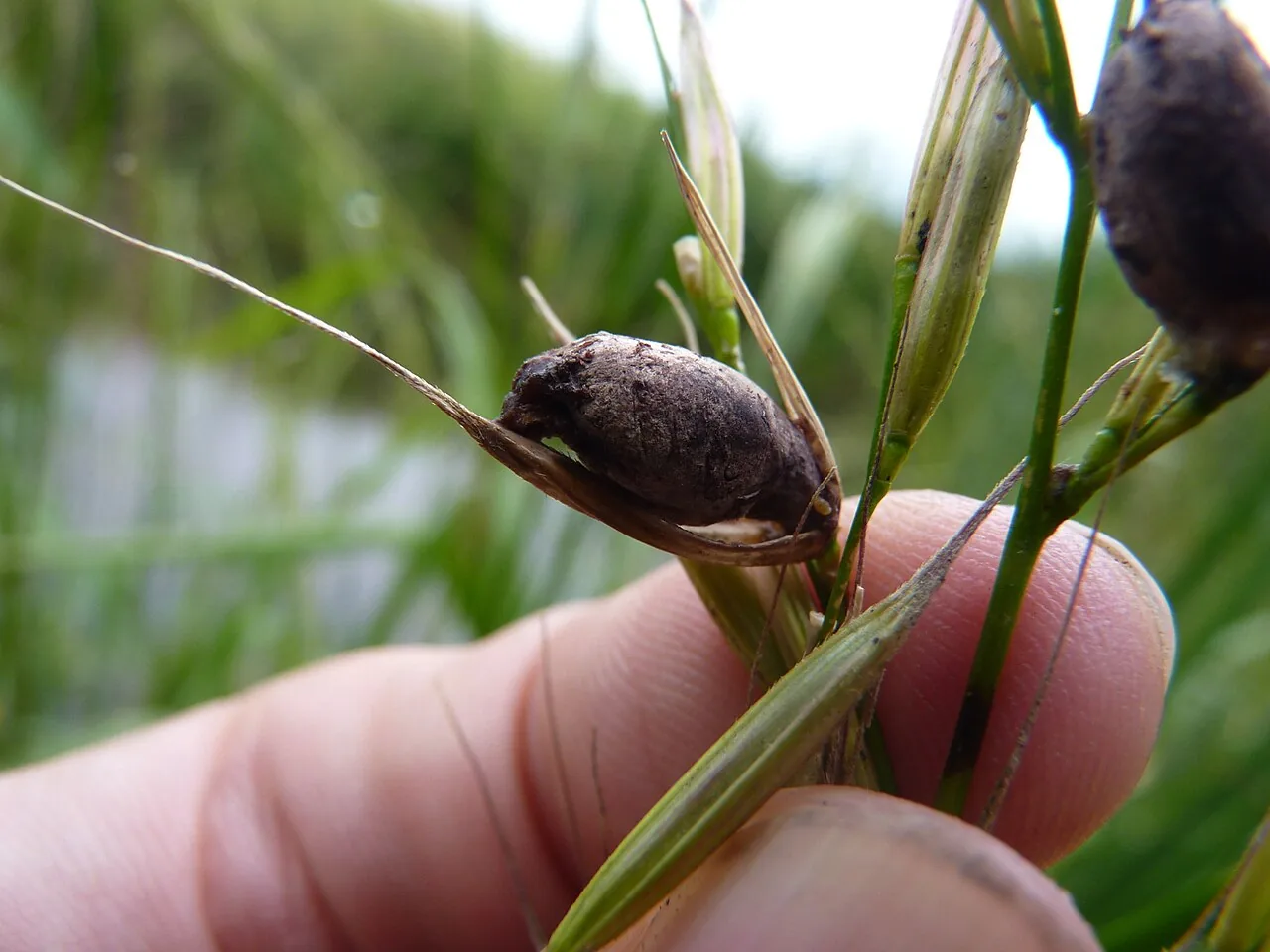 Claviceps zizaniae (Claviceps zizaniae) — photo mycologique