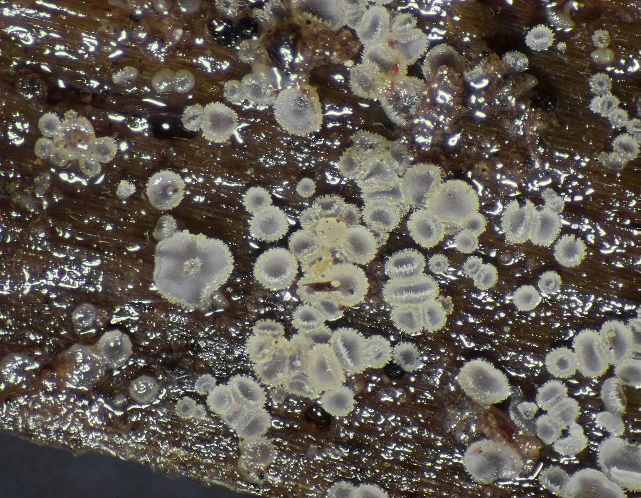Clavidisculum karstenii (Clavidisculum karstenii) — photo mycologique